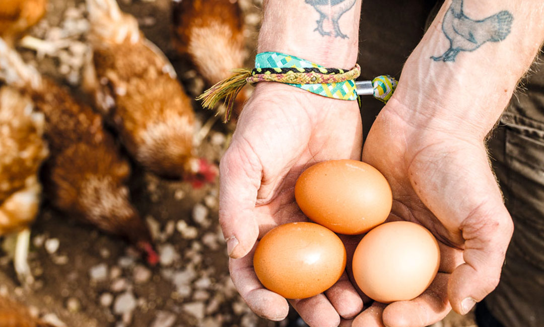 Hände des Geflügelbauers, die liebevoll Hühnereier in die Kamera halten. Die Handgelenke sind mit Hühner-Tattowierungen verziert.