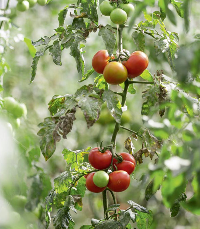 Foto eines Tomatenstrauches mit verschieden reifen Tomaten.