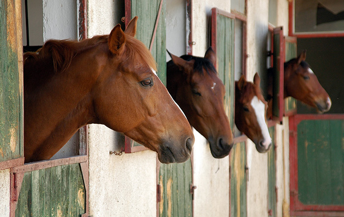 Eine Reihe brauner Pferde guckt aus ihren Ställen nach draußen.