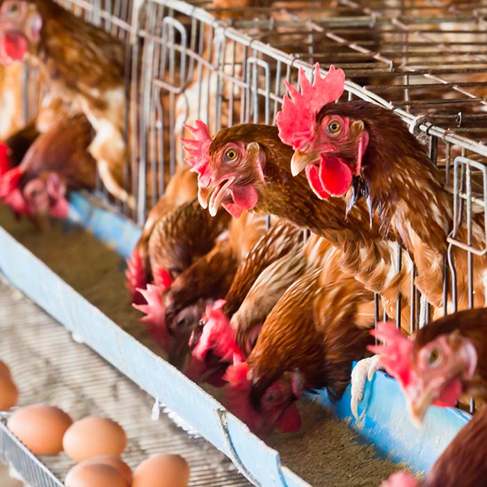 Foto einiger Hühner in einem Stall, die fressen. Am Rand sieht man frisch gelegte Eier. Warmgehalten werden die Hühner mit einer Stallheizung von PROGAS.